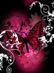 pic for Dark Pink Butterfly